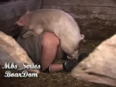 In this brutal video, a desirous man puts on knee protection and then bows down for a pig's snout pegging.